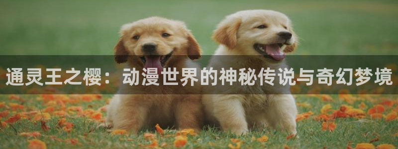 omofun官方app：通灵王之樱：动漫世界的神秘传说与奇幻梦境
